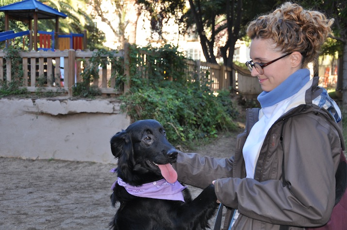 Perro despues de operación de cataratas