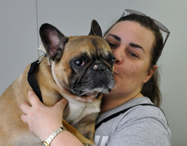 Bulldog-frances-ulcera-propietaria