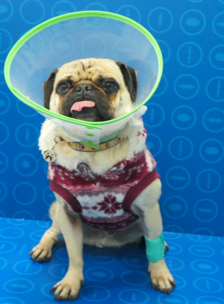 Burton, un carlino operado de blefaroplastia en IVO