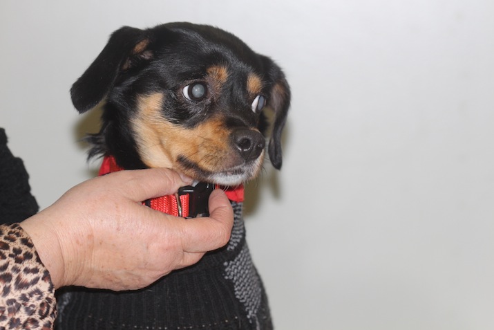 Perro con catarata bilateral