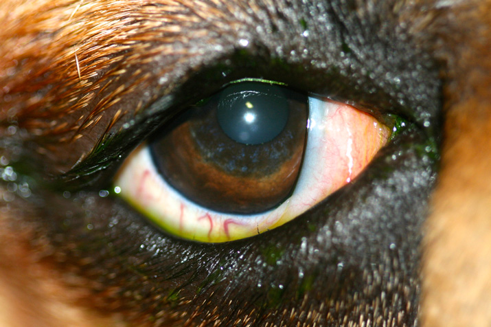 Distiquiasis-Golden-Retriever