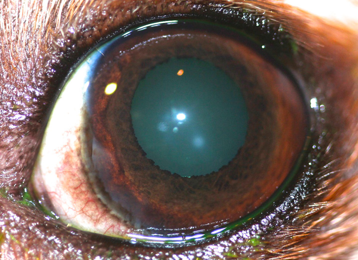 Distiquiasis-perro-mestizo