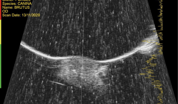 Ecografía UBM de tumor corneal en perro Bulldog Inglés