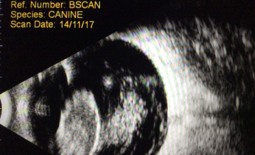 Ecografía del ojo de un perro con luxación del cristalino y degeneración de vítreo