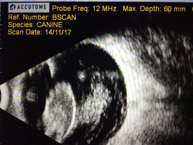 Ecografía del ojo de un perro con luxación del cristalino y degeneración de vítreo