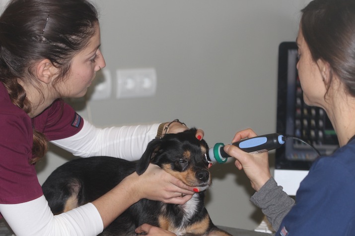 Ecografia ocular perro