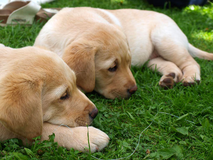 Cachorros labrador