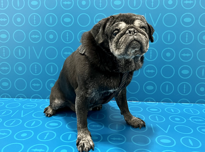 Perro raza carlino con queratitis pigmentaria - Caso Morante