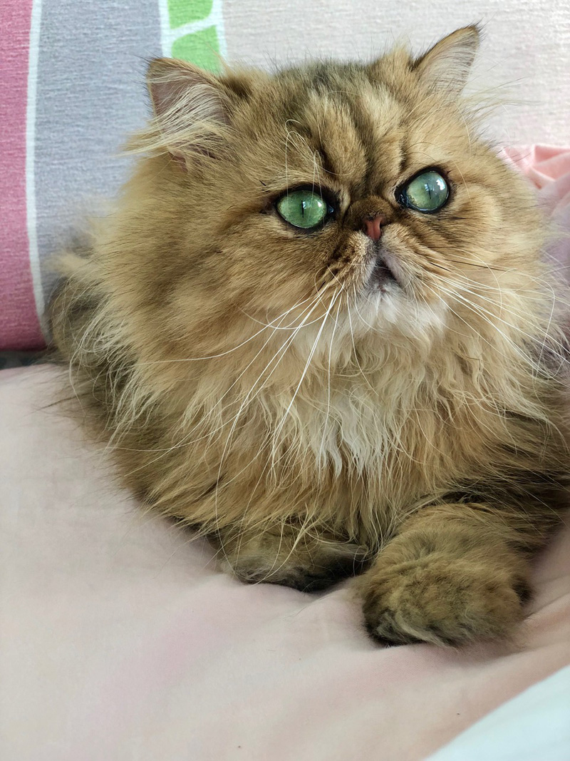 Caso de cross linking corneal en gato persa