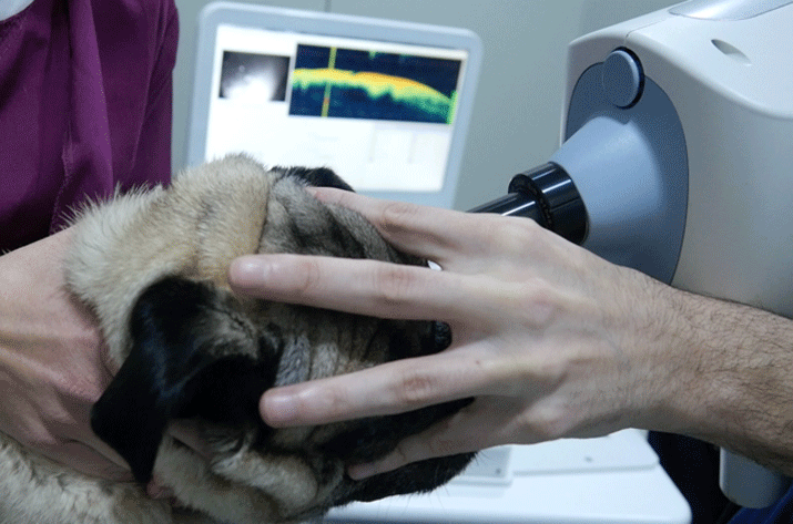 OCT caso perforacion corneal