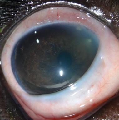 Úlcera por procesionaria en perros