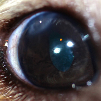 Ojo perro tras cirugía catarata