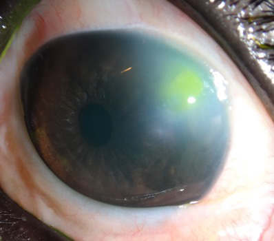 Úlcera por procesionaria en perros