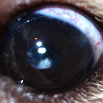 Ojo perro tras cirugía catarata