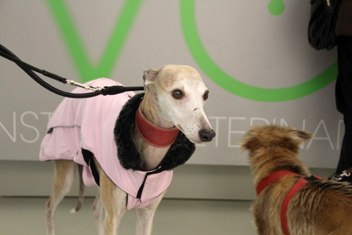 Revision tras cirugia de ojo seco