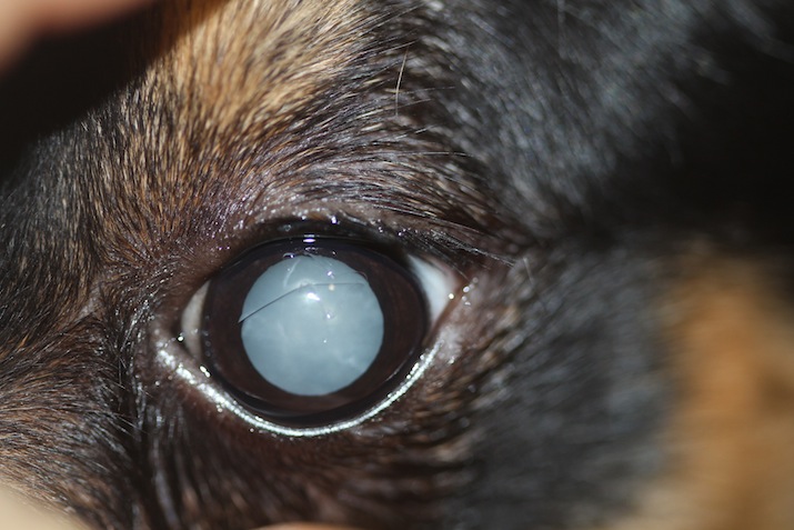 Ojo de perro con catarata