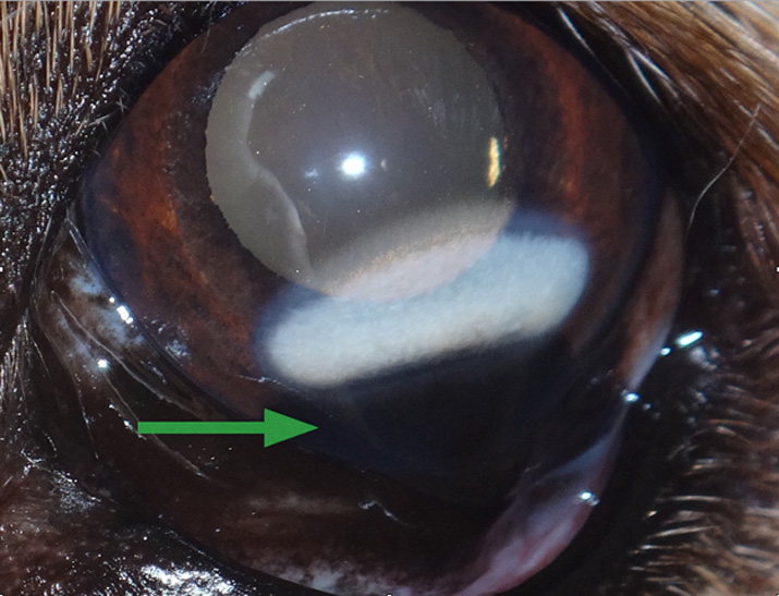 Tumor en perro (melanocitoma limbal)