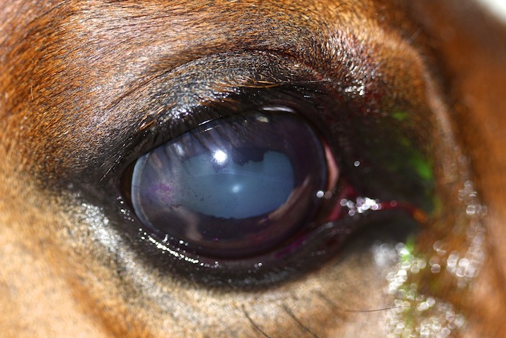  Queratoconjuntivitis herpética en un caballo