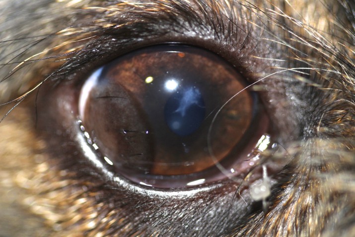 Quiste dermoide corneal en un Teckel pelo duro