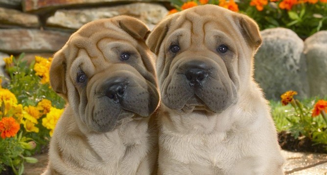 Shar Pei y entropión
