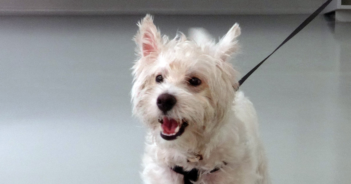 Membrana pupilar persistente