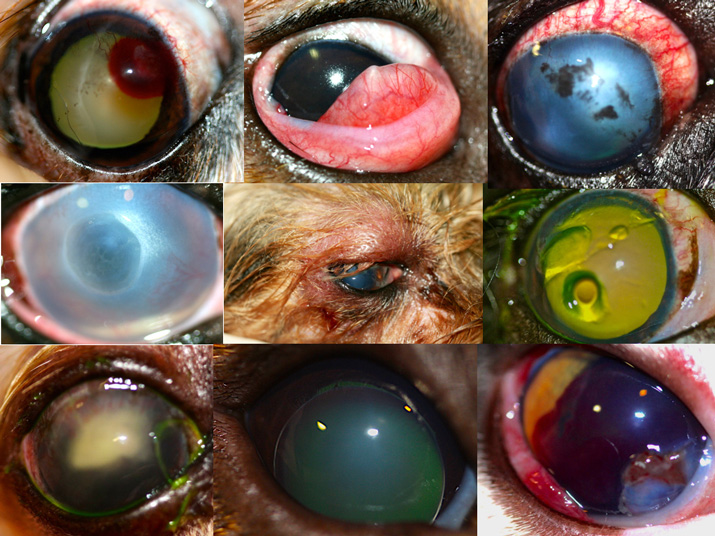 Ejemplos de casos del curso de urgencias oftalmológicas