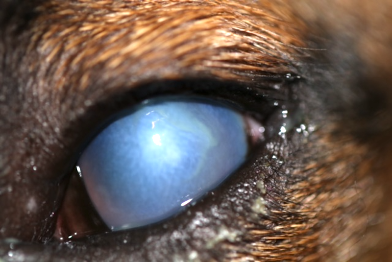 Alergia por procesionaria del pino en perro