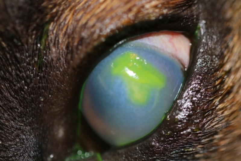 Alergia por procesionaria del pino en perro