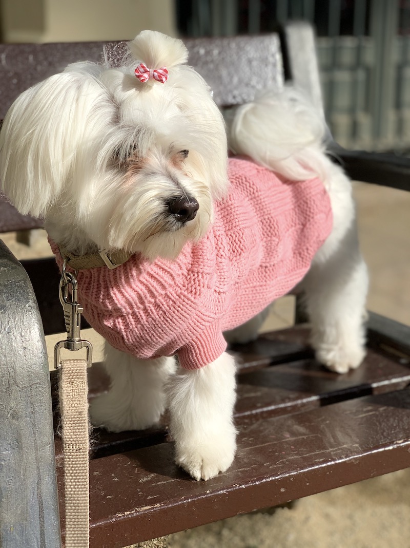 Bichon Maltés con conjuntivitis folicular tratado en el IVO - Happy