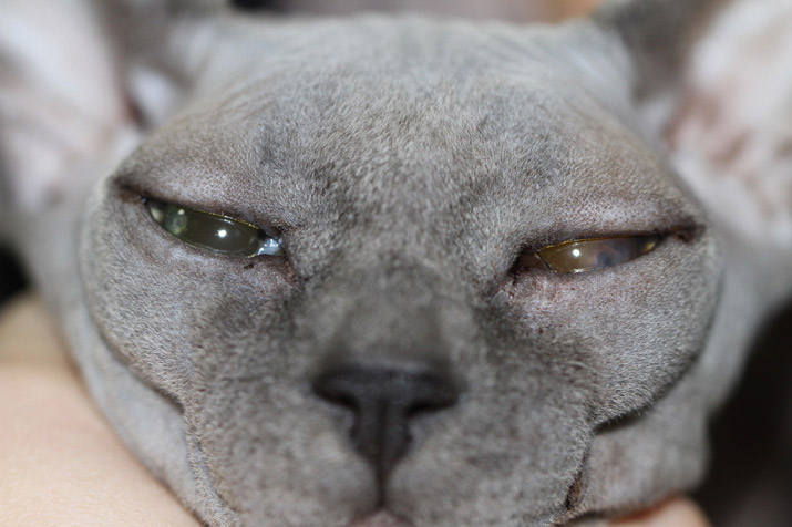 Caso clínico blefaritis ulcerativa bacteriana en gato