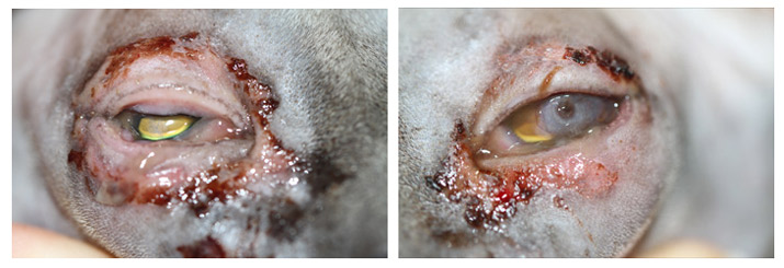 Blefaritis ulcerativa bacteriana en gato