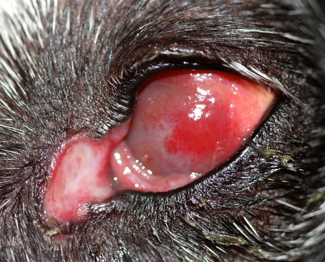 Blefaritis ulcerativa inmunomediada en un Galgo