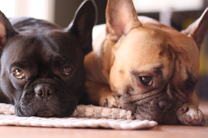 bulldog-frances-by-Eduardo-Merille