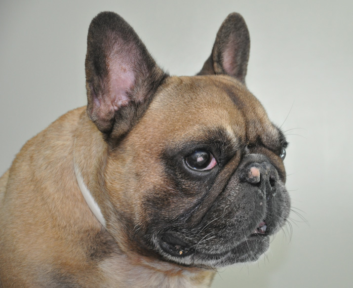 Ulcera corneal en bulldog francés