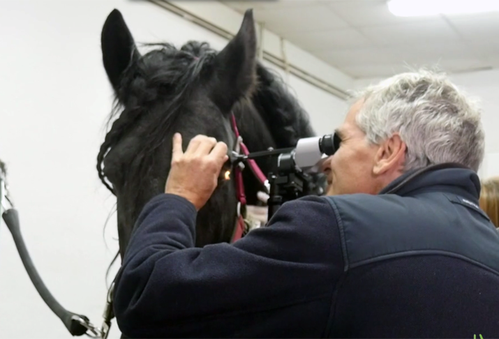 caballo-exploracion-lampara-hendidura