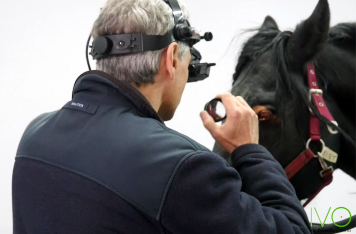 Veterinario realizando una exploración oftalmológica a un caballo mediante oftalmoscopia indirecta, con lupa y casco de iluminación, en una consulta del Instituto Veterinario Oftalmológico.
