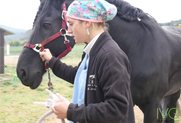 caballo-perforacion-corneal