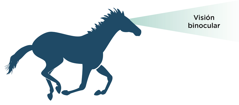 Visión frontal binocular del caballo
