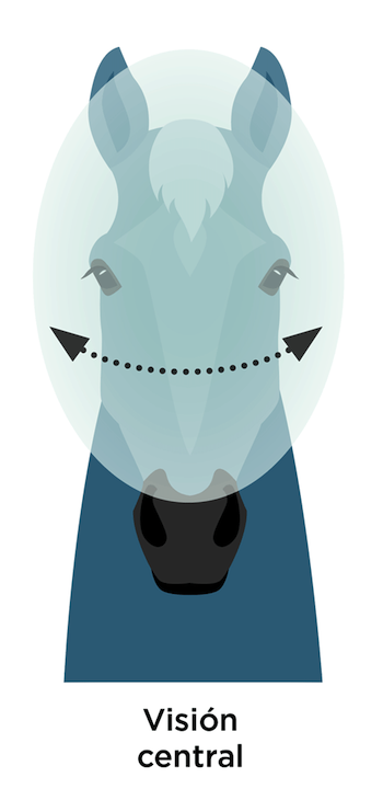 Visión central en el caballo