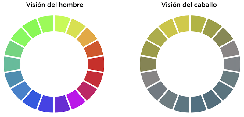 Visión de los colores en el caballo
