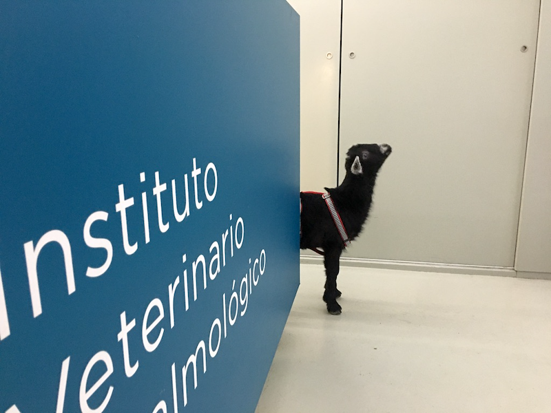 Lino, cabra macho con catarata bilateral en IVO