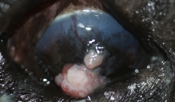 Carcinoma de células escamosas en perro Bulldog Inglés