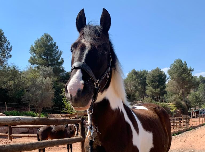 Caso uveítis recurrente equina - Django