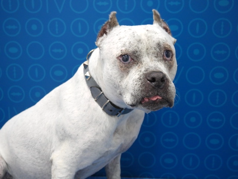 Caso de perra con afectación ocular por Leishmaniosis