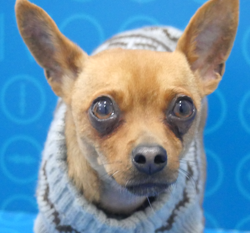 Chihuahua en tratamiento por depósitos corneales