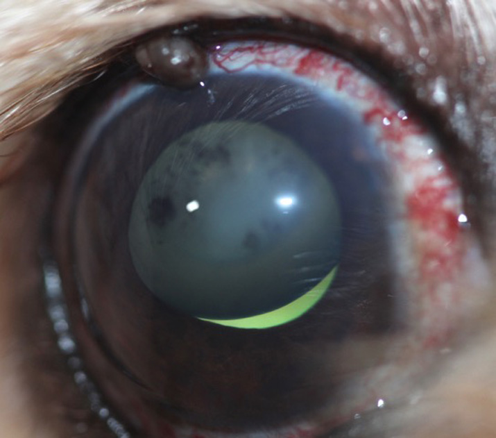 Caso glaucoma perro OD