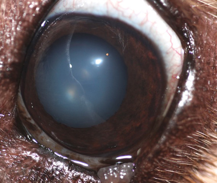 Caso glaucoma perro