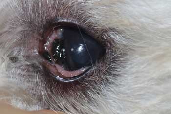 Caso ojo seco en perro tratado con células madre