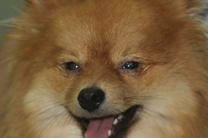 Perro con queratoconjuntivitis seca