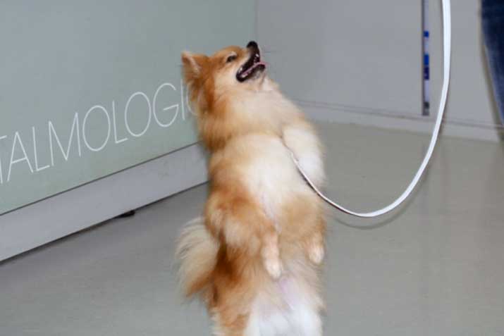 Perro con queratoconjuntivitis seca postcirugía